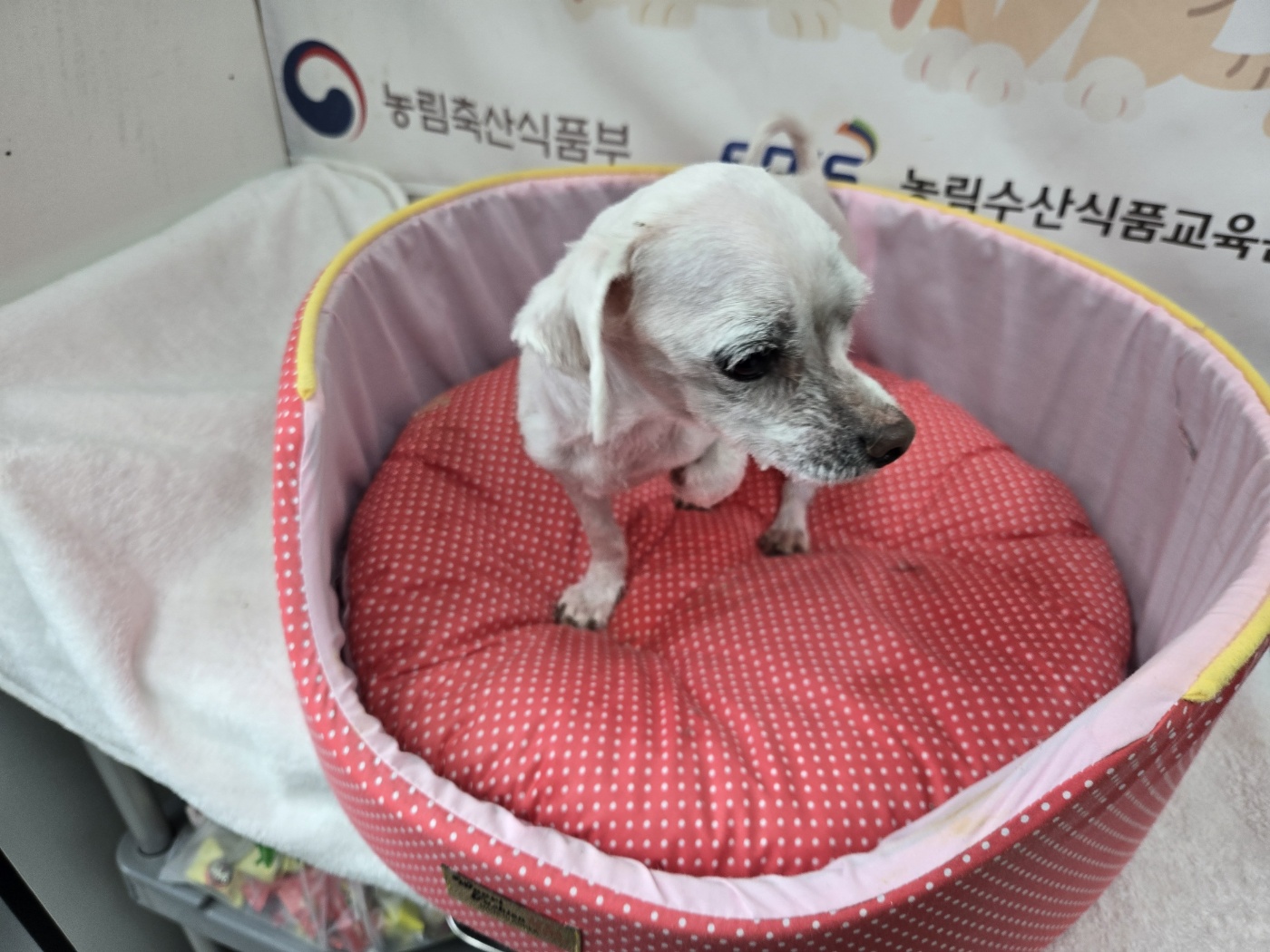 홍천군유기동물보호소_442425202500011