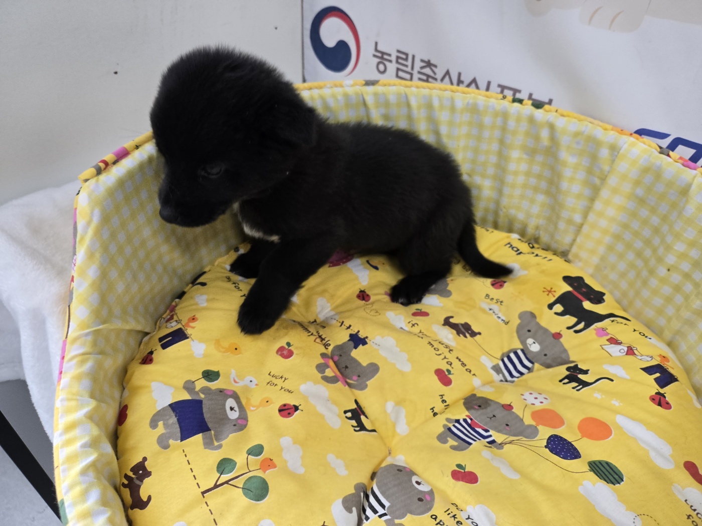 홍천군유기동물보호소_442425202500008