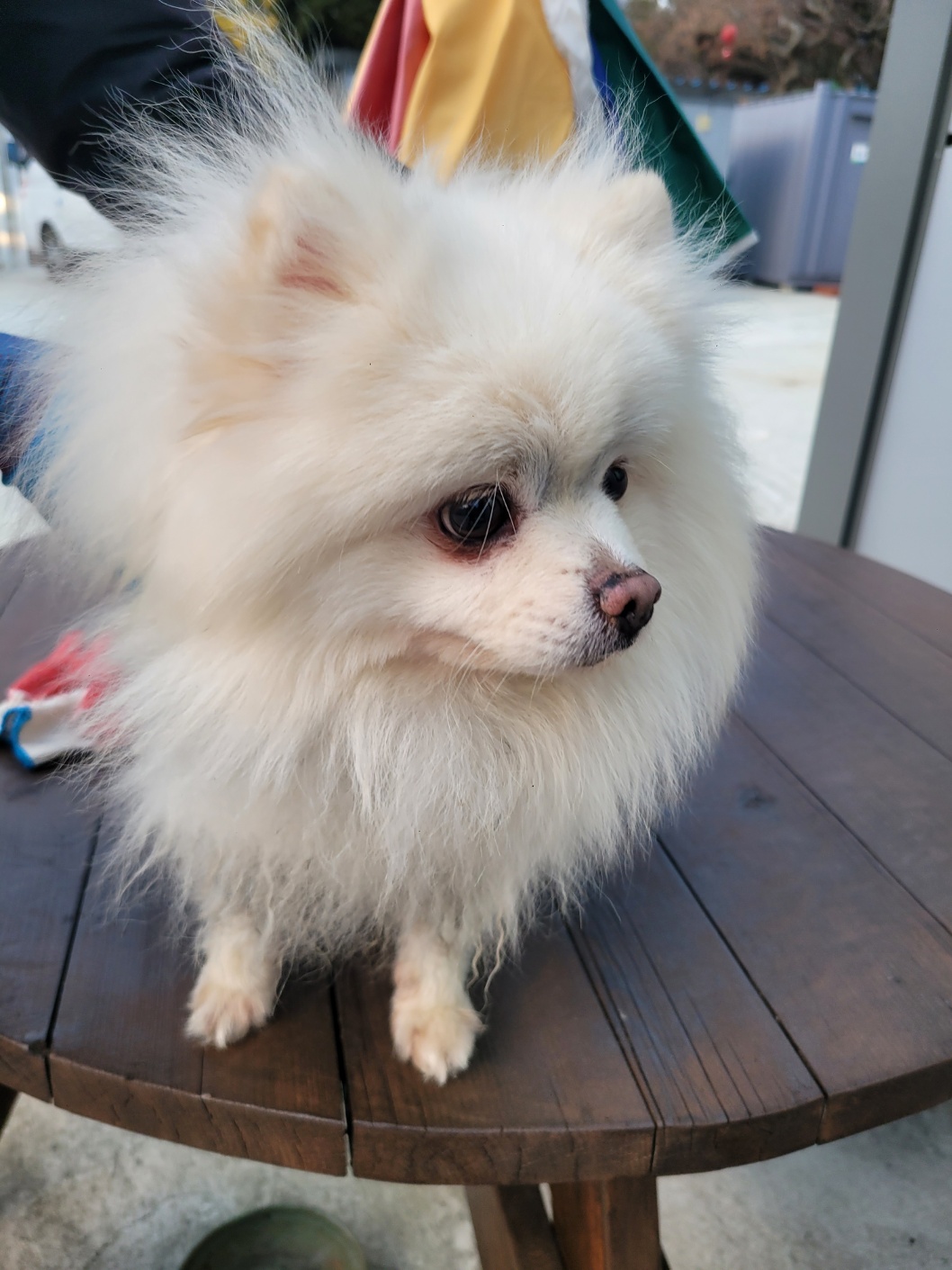 유기동물임시보호센터_446499202500009
