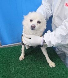 보호중 스피츠의 가…