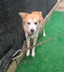 제주 동물보호센터_450650202500137