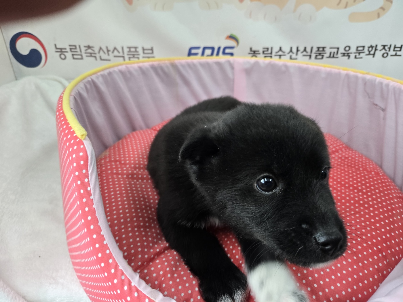 홍천군유기동물보호소_442425202500007