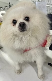 인천광역시수의사회_428351202500006