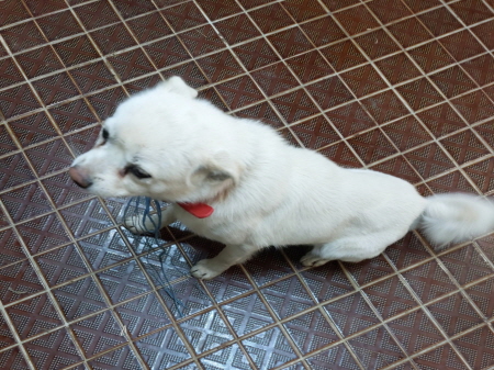 횡성유기동물보호센터_442426202500007