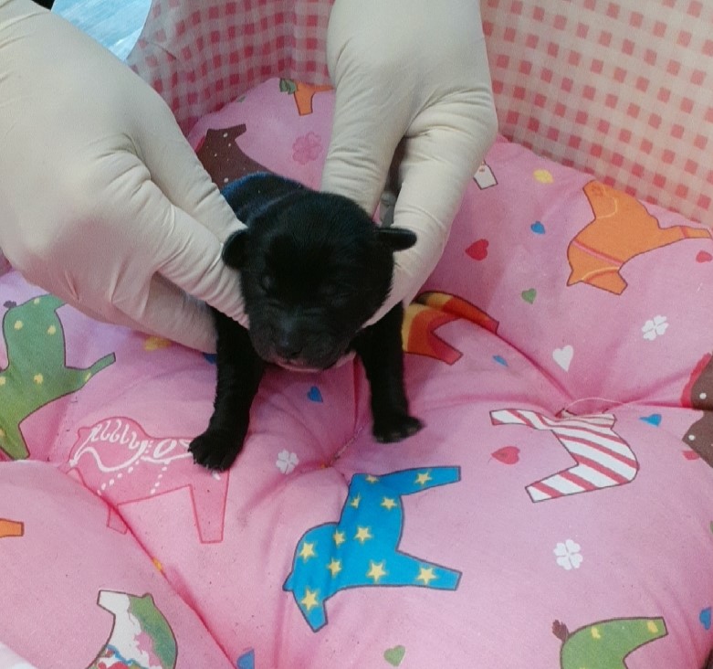 오산 유기동물보호소_441400202500025