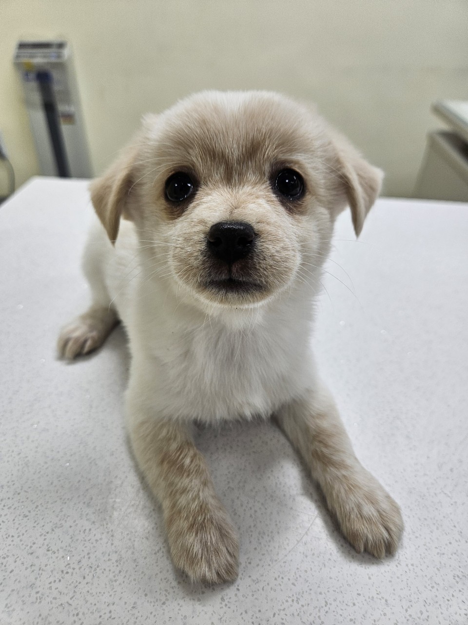 아산동물복지지원센터_444452202500061