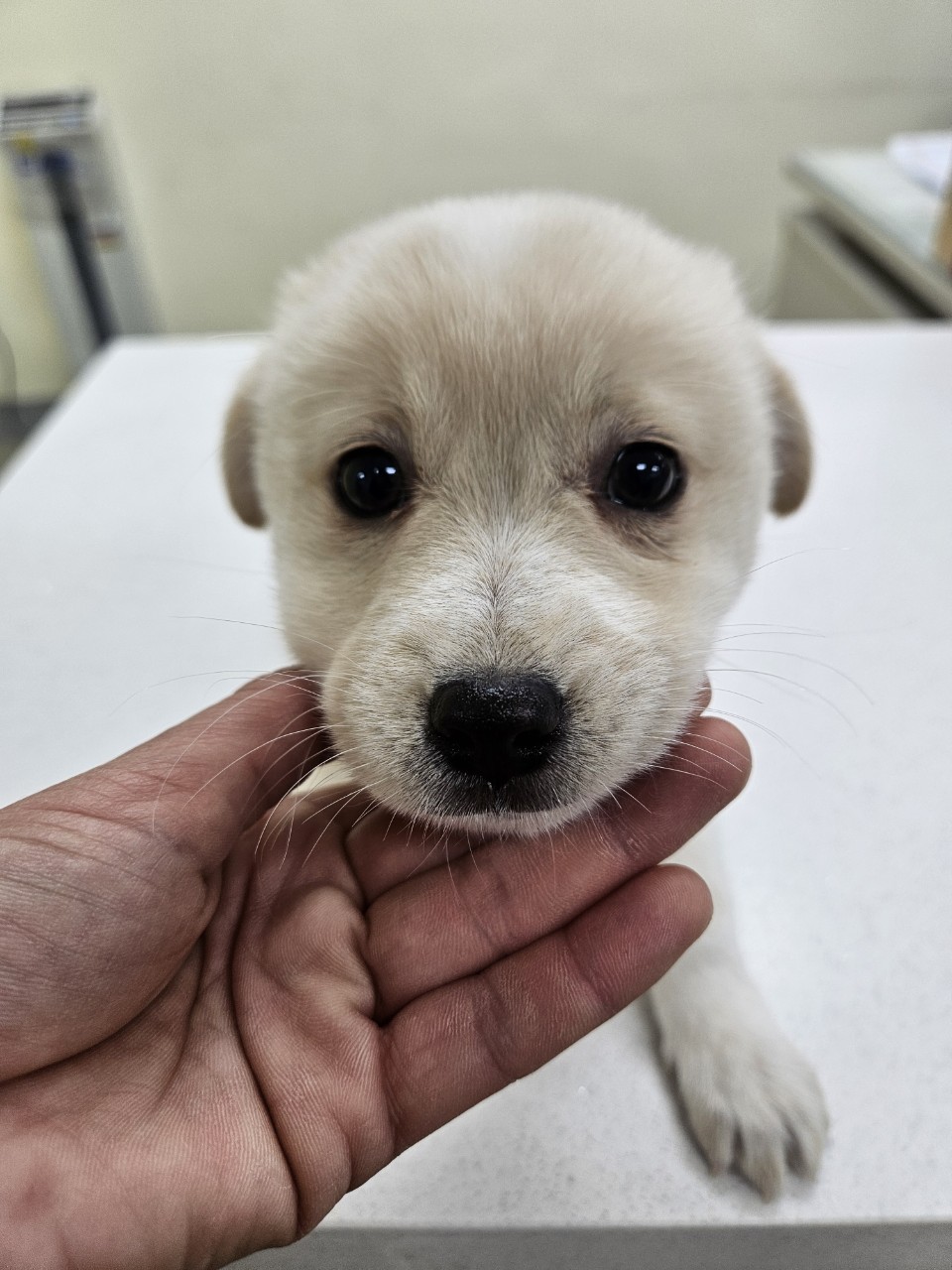 아산동물복지지원센터_444452202500058