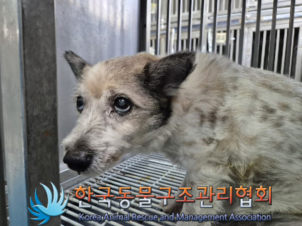 한국동물구조관리협회_411323202500004
