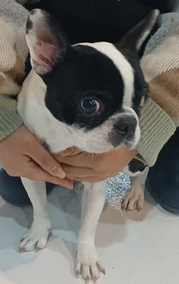 수원시 동물보호센터_441374202500019