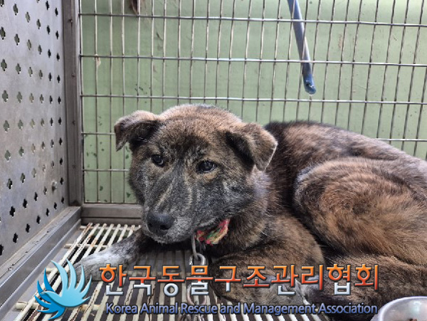 한국동물구조관리협회_441560202500039