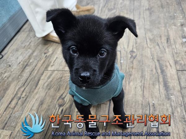 한국동물구조관리협회_441382202500011