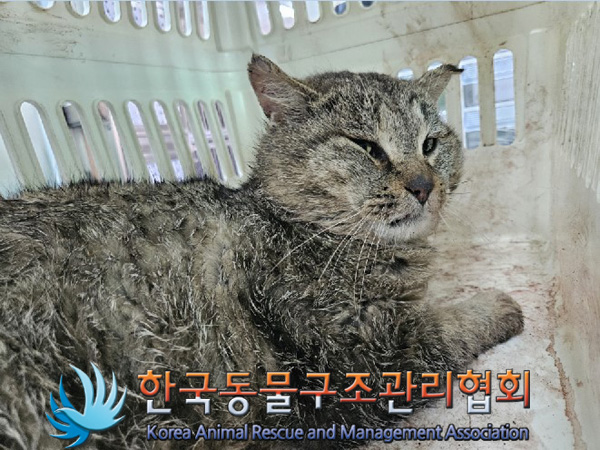 한국동물구조관리협회_441414202500011
