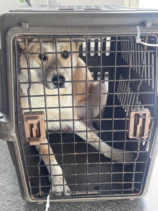 서산시 동물보호센터_444453202500036