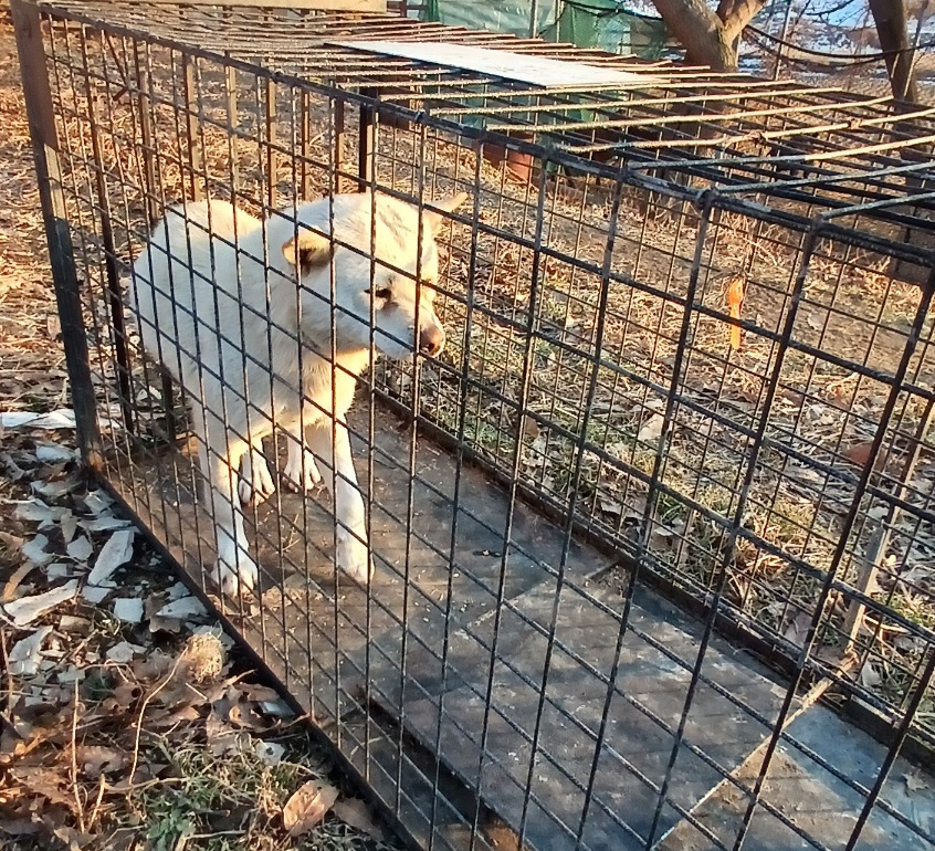 임실유기동물보호센터_445476202500022