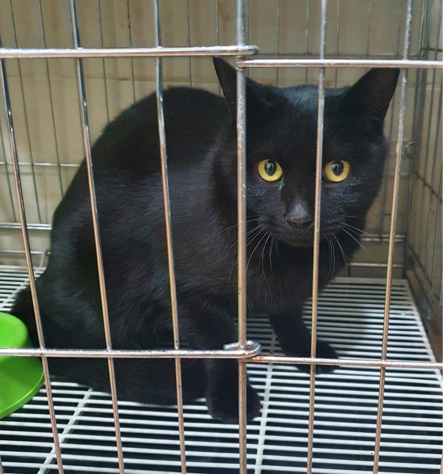 디아크 동물종합병원_411320202500007