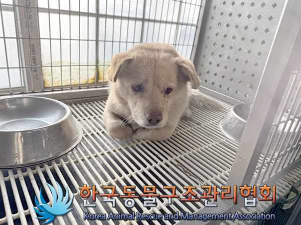 한국동물구조관리협회_441409202500043