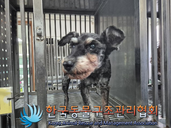 한국동물구조관리협회_411303202500003