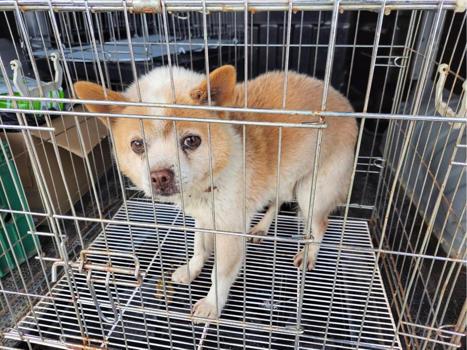 고양시동물보호센터_441394202500026