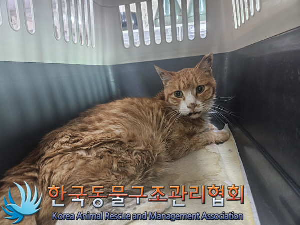 한국동물구조관리협회_411303202500004