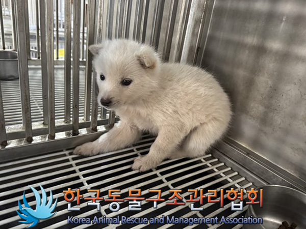 한국동물구조관리협회_441409202500040