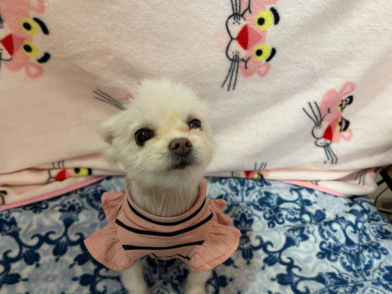 대한동물사랑협회_446482202500028