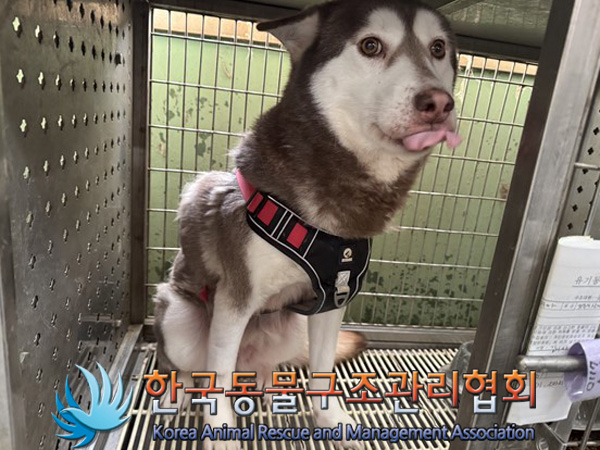 한국동물구조관리협회_441406202500032