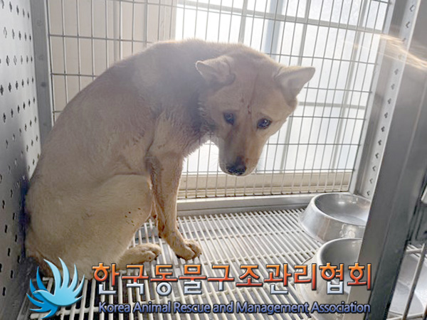 한국동물구조관리협회_411324202500006