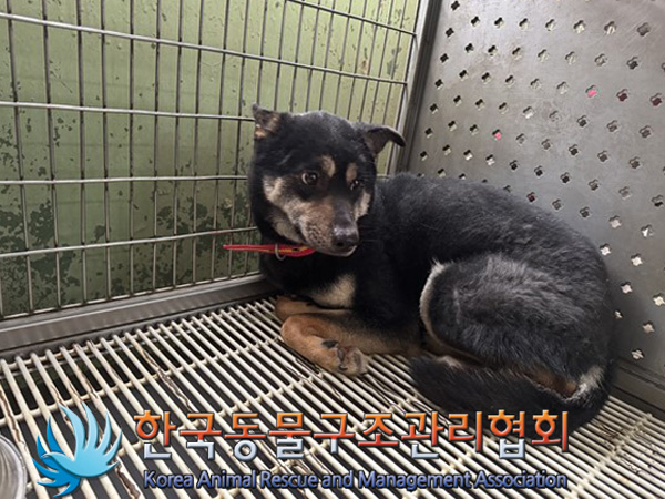 한국동물구조관리협회_441406202500033