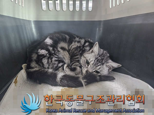 한국동물구조관리협회_411306202500007