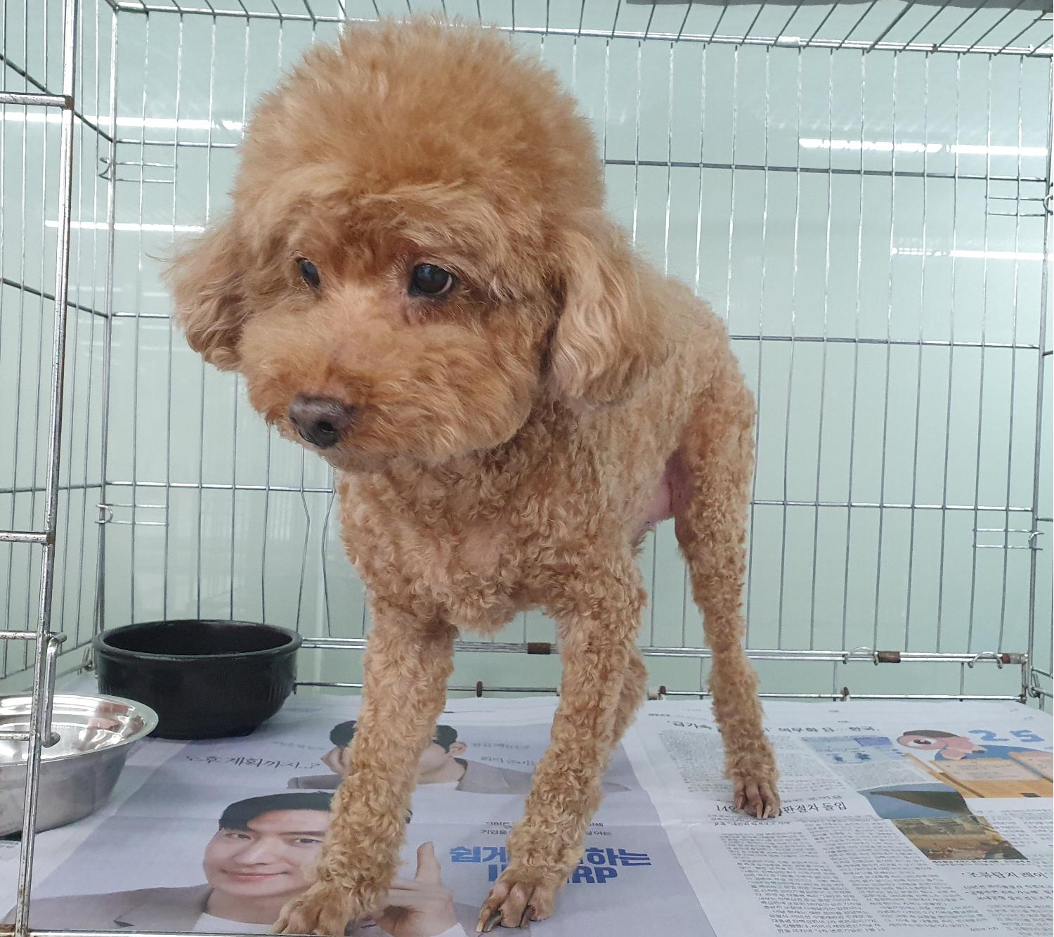 창원유기동물보호소_448567202500038