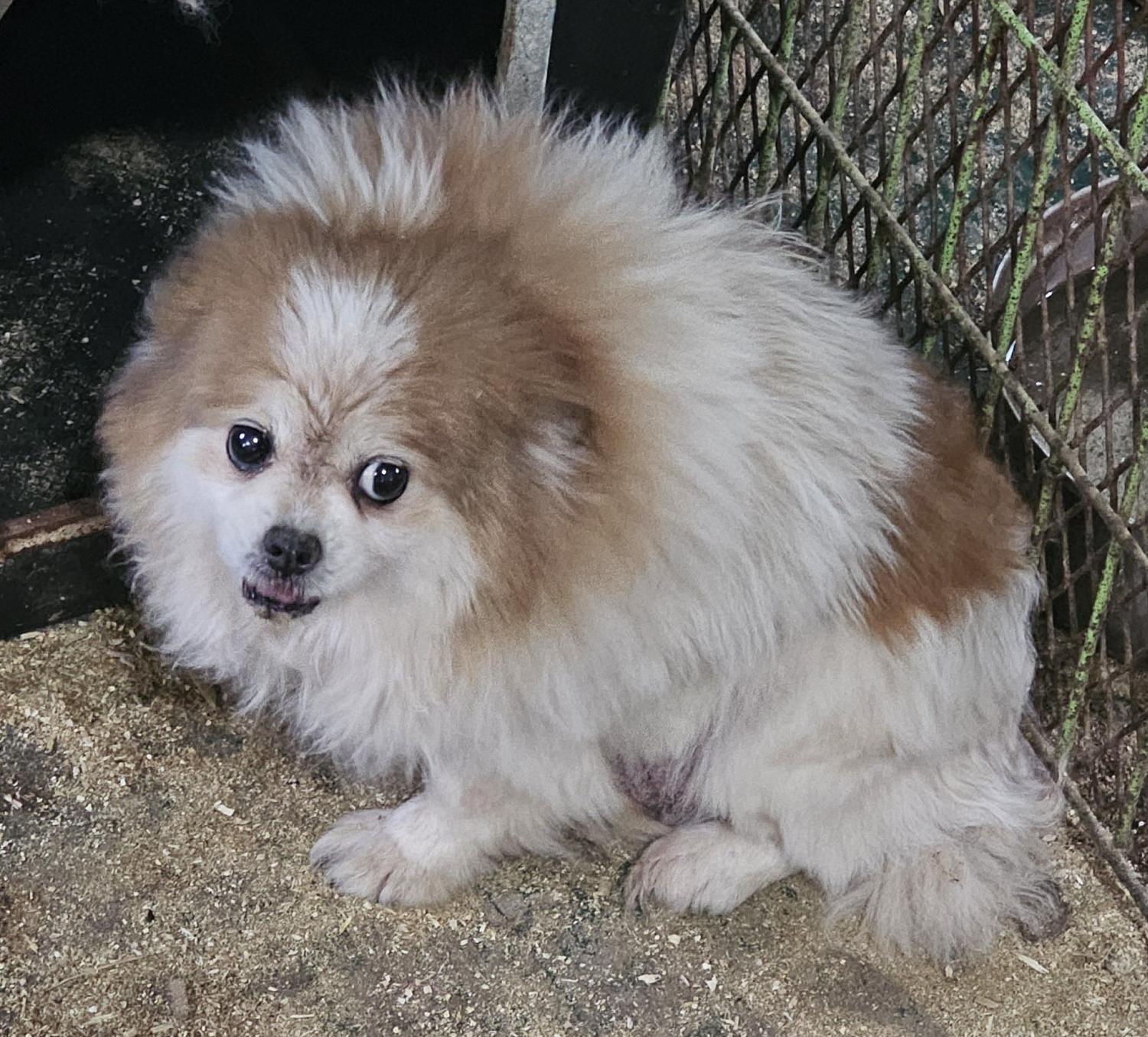 창녕 유기동물보호소_448541202500028