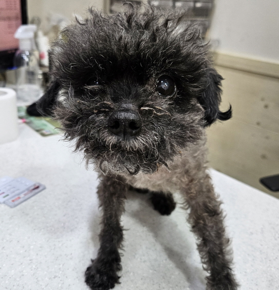 가나동물병원_441386202500022