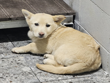 원주시동물보호센터_442419202500019