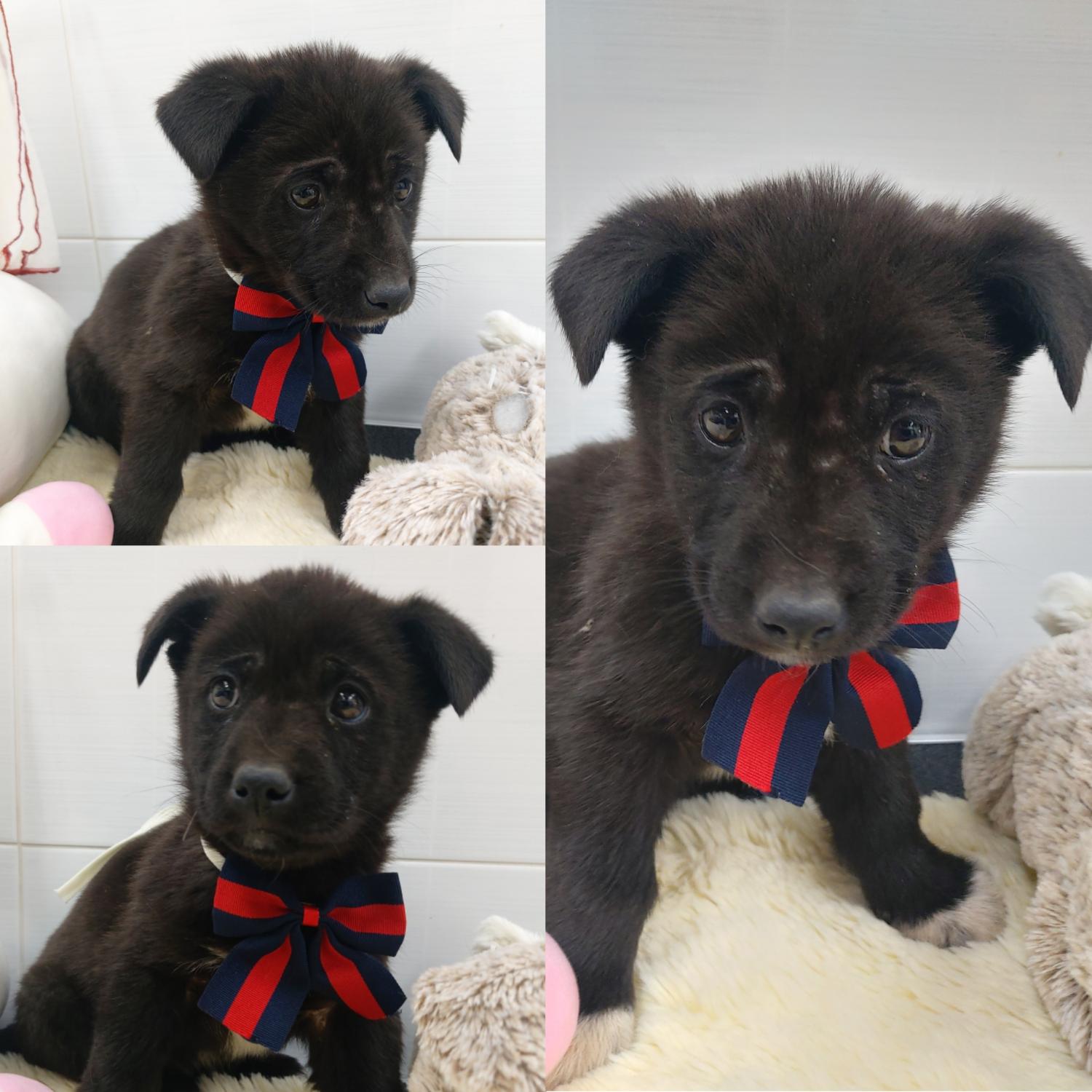 경주동물사랑보호센터_447505202500055