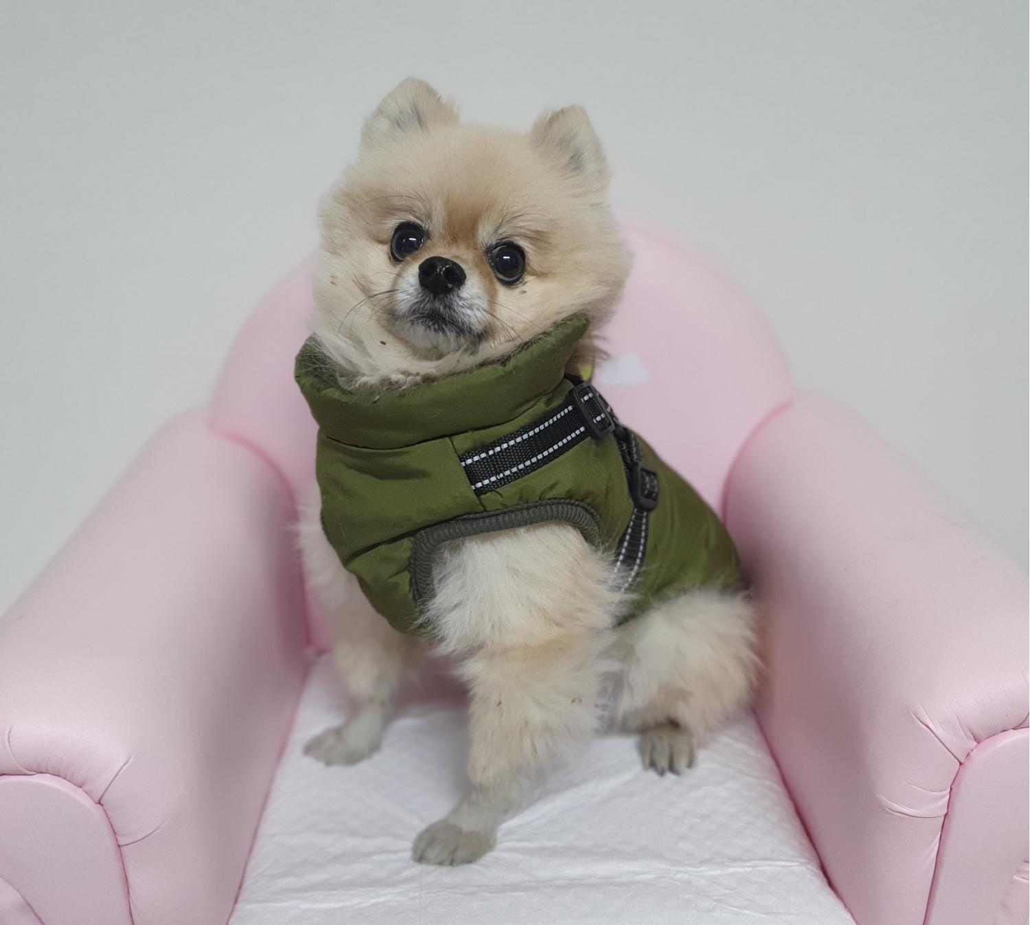 창원유기동물보호소_448567202500041