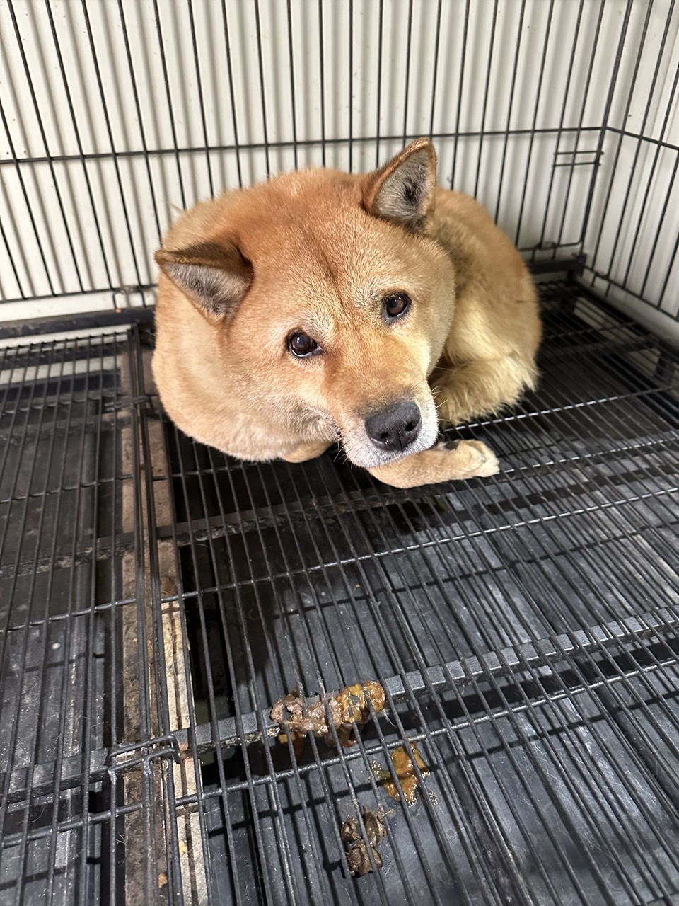 남양주시동물보호센터_441399202500039