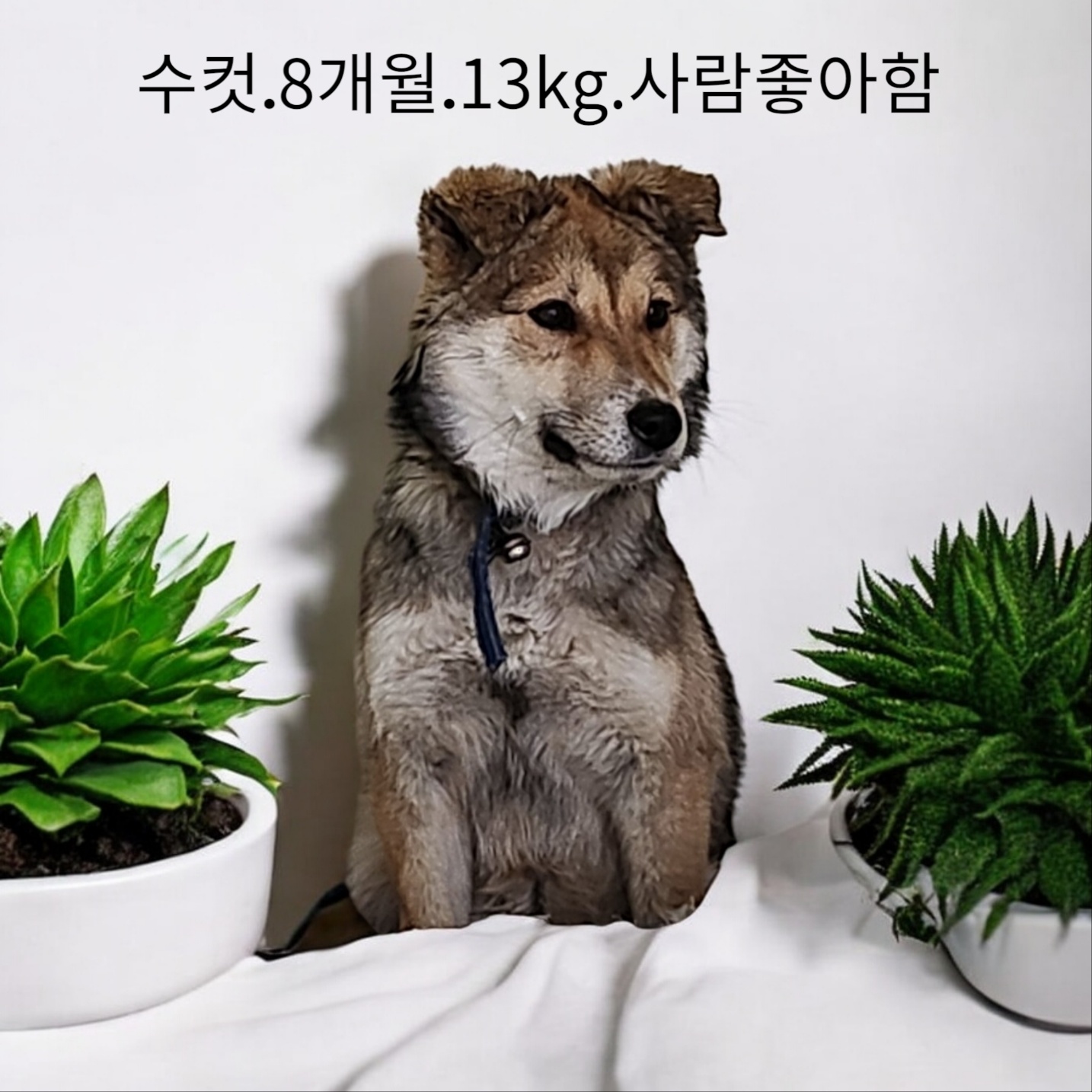 성주유기동물보호센터_447521202500044