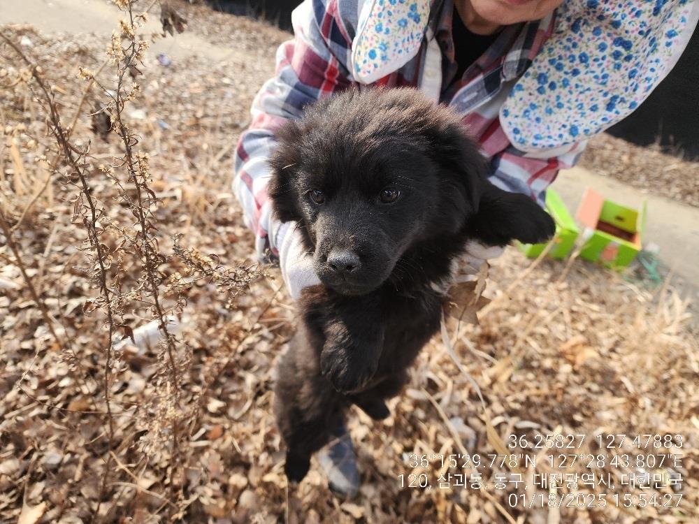 대전동물보호센터_430364202500013