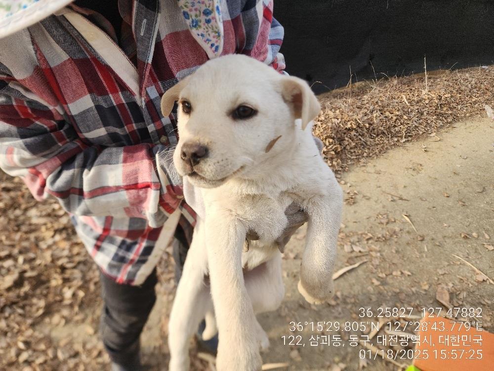 보호중 믹스견의 가…