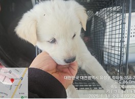 대전동물보호센터_430367202500026
