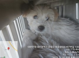 대전동물보호센터_430367202500023