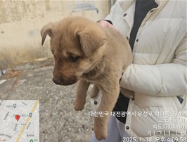 대전동물보호센터_430367202500028