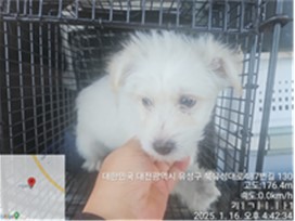 대전동물보호센터_430367202500025