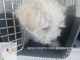 대전동물보호센터_430367202500024