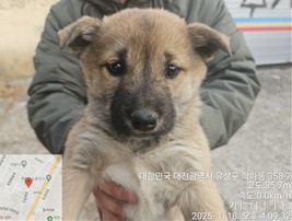 대전동물보호센터_430367202500027