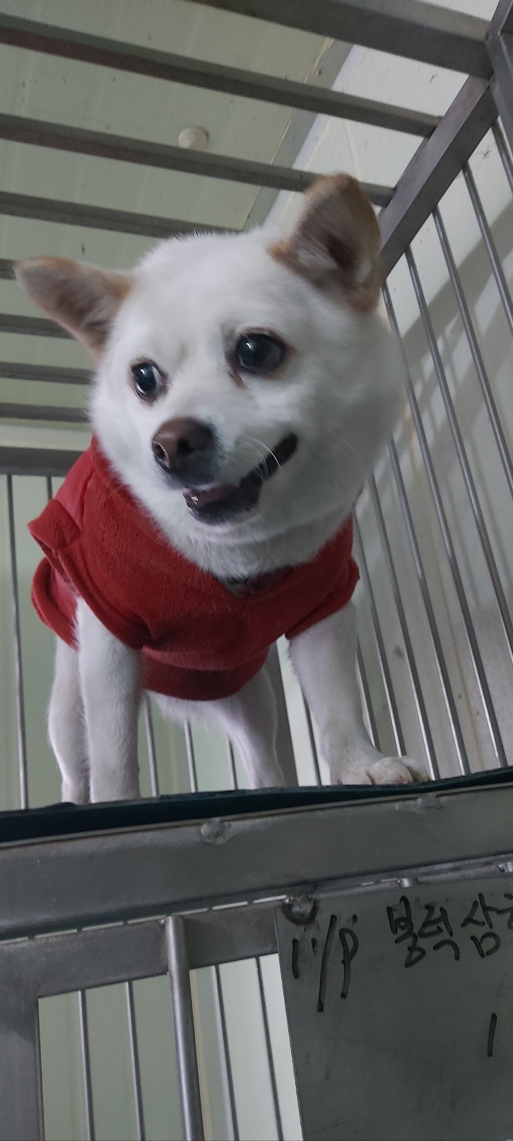 보령시유기동물보호소_444451202500020