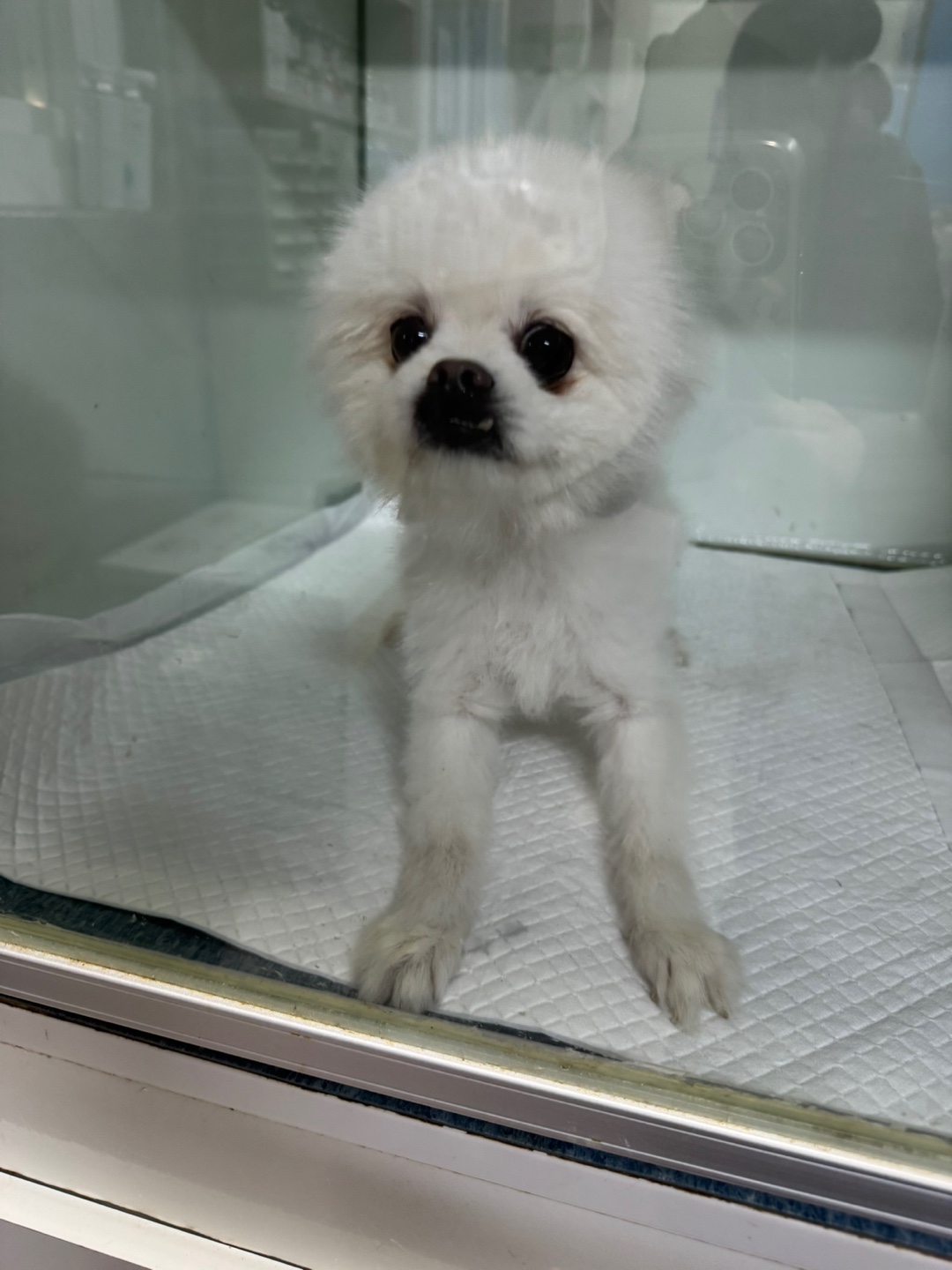 대구시수의사회(동인)_427341202500013