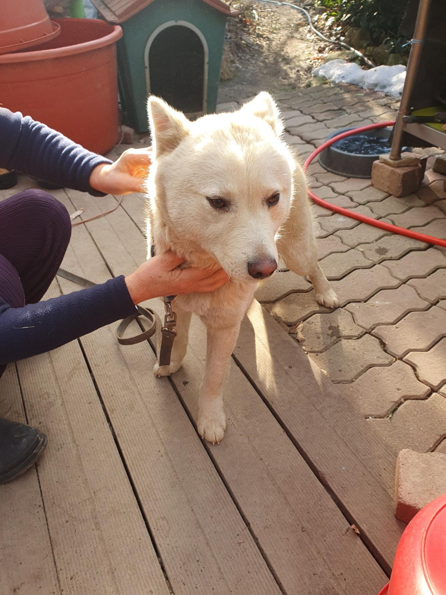 학교임시동물보호센터_446496202500034