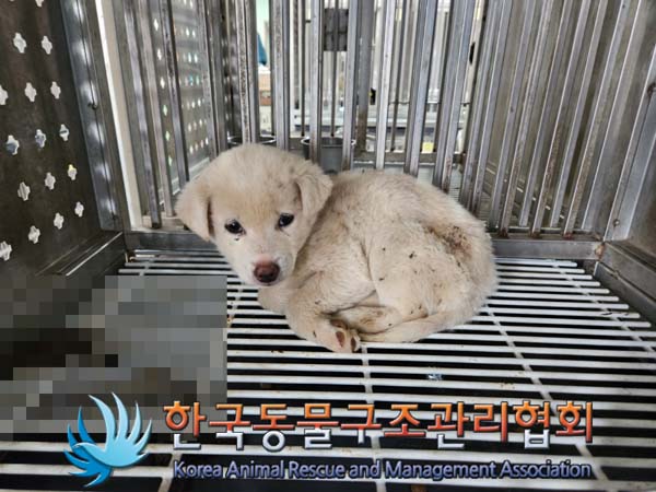 한국동물구조관리협회_441409202500045