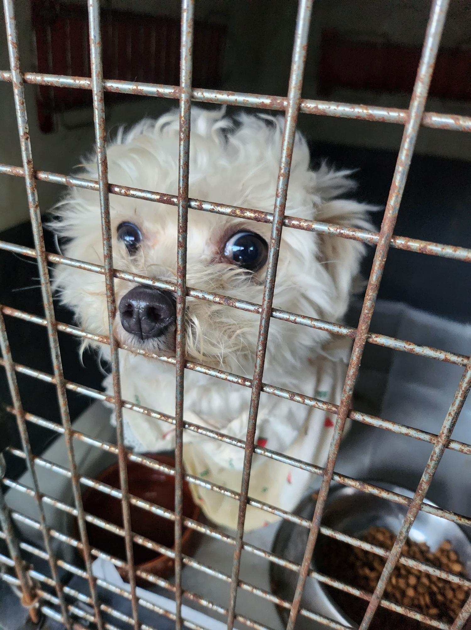 봉화군유기동물보호소_447524202500008